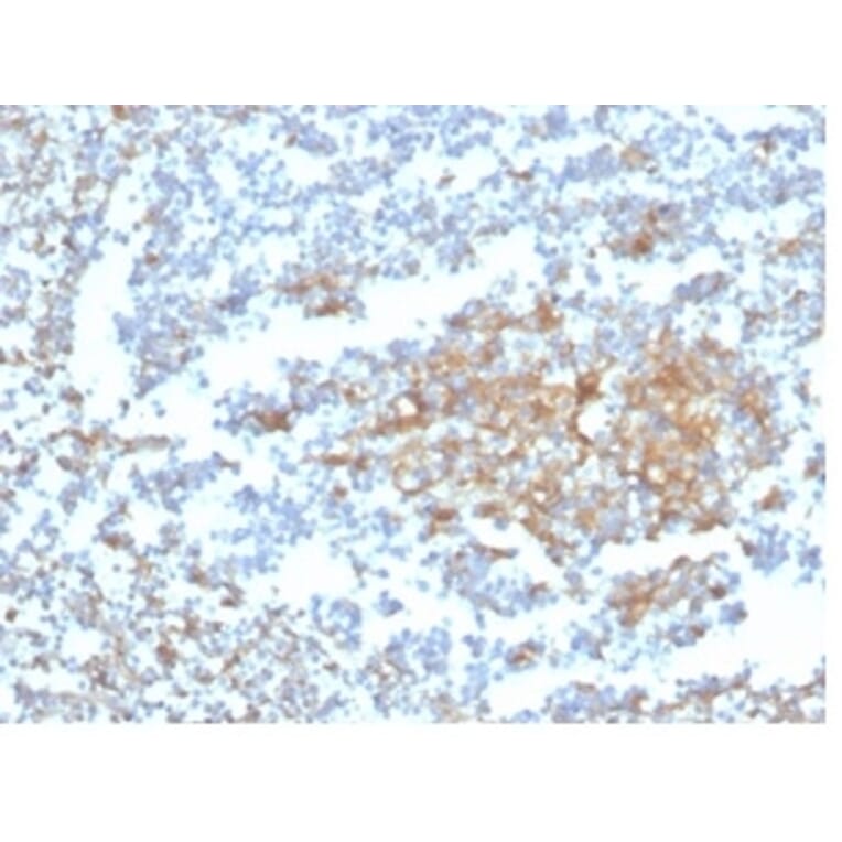 Immunohistochemistry - Anti-Vitamin D Binding Protein Antibody [VDBP/4482] - BSA and Azide free (A278214) - Antibodies.com
