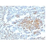 Immunohistochemistry - Anti-Vitamin D Binding Protein Antibody [VDBP/4482] - BSA and Azide free (A278214) - Antibodies.com