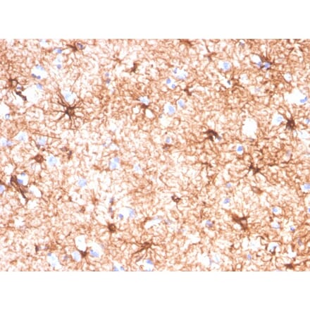 Immunohistochemistry - Anti-GFAP Antibody [GFAP/4450] - BSA and Azide free (A278215) - Antibodies.com