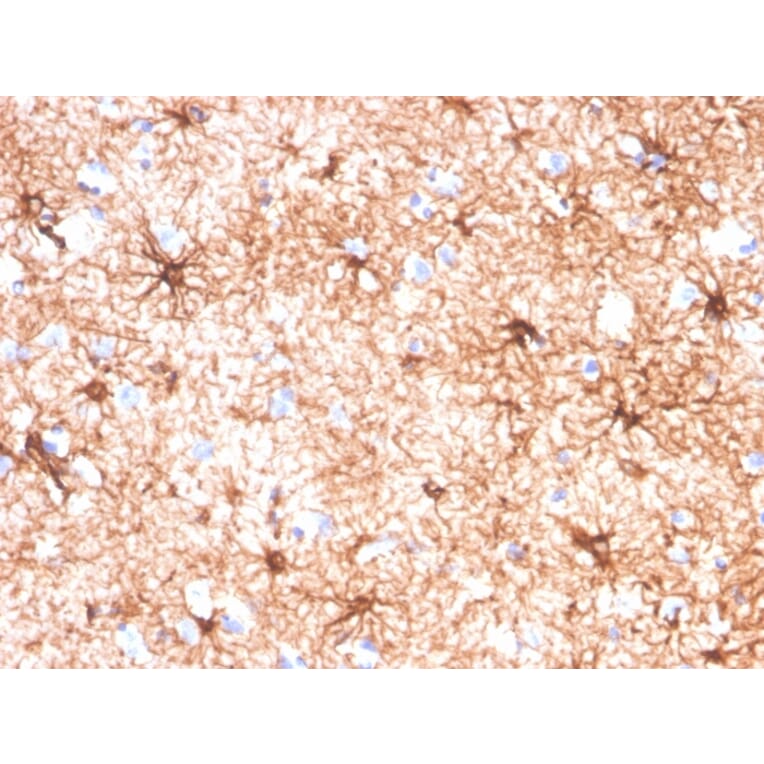 Immunohistochemistry - Anti-GFAP Antibody [GFAP/4450] - BSA and Azide free (A278215) - Antibodies.com