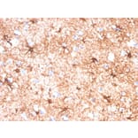 Immunohistochemistry - Anti-GFAP Antibody [GFAP/4450] - BSA and Azide free (A278215) - Antibodies.com