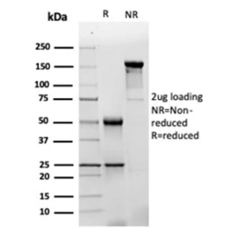 SDS-PAGE - Anti-GFAP Antibody [GFAP/4450] - BSA and Azide free (A278215) - Antibodies.com