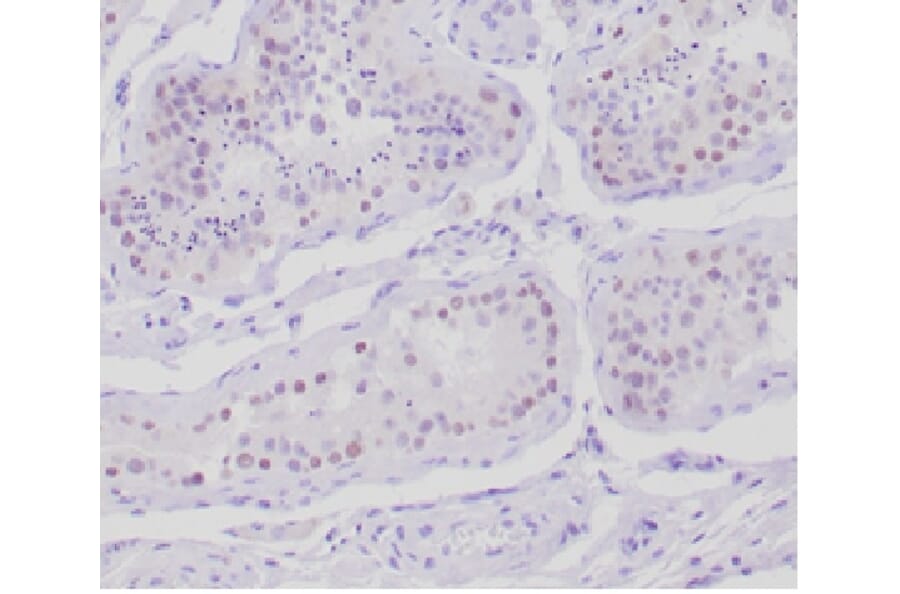 Immunohistochemistry - Anti-AMH Antibody [AMH/300] - BSA and Azide free (A278217) - Antibodies.com