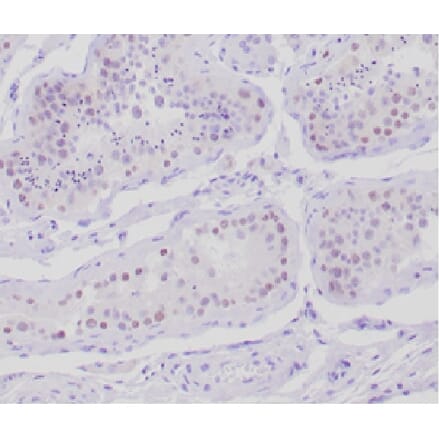 Immunohistochemistry - Anti-AMH Antibody [AMH/300] - BSA and Azide free (A278217) - Antibodies.com