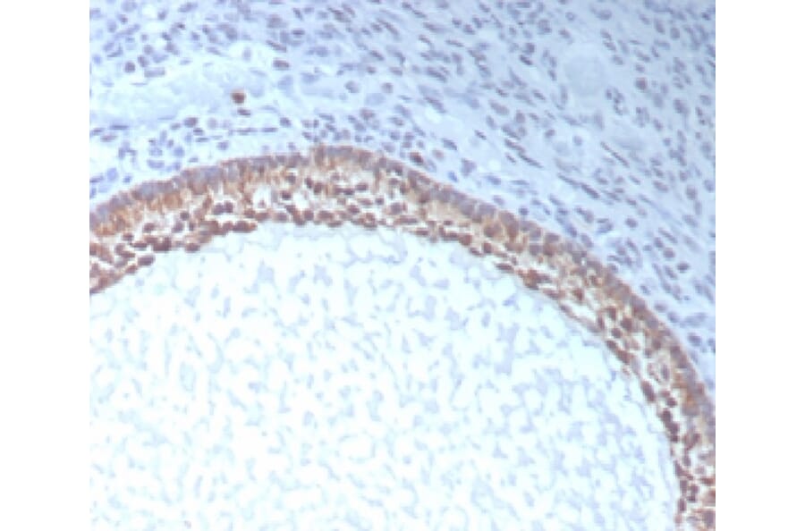 Immunohistochemistry - Anti-AMH Antibody [AMH/300] - BSA and Azide free (A278217) - Antibodies.com