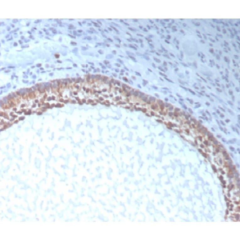 Immunohistochemistry - Anti-AMH Antibody [AMH/300] - BSA and Azide free (A278217) - Antibodies.com