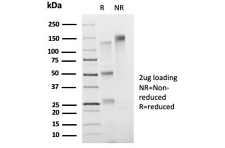 SDS-PAGE - Anti-FOXB1 Antibody [PCRP-FOXB1-1B7] - BSA and Azide free (A278218) - Antibodies.com