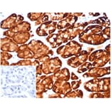 Immunohistochemistry - Anti-Glutamine Synthetase Antibody [GLUL/6600] - BSA and Azide free (A278219) - Antibodies.com