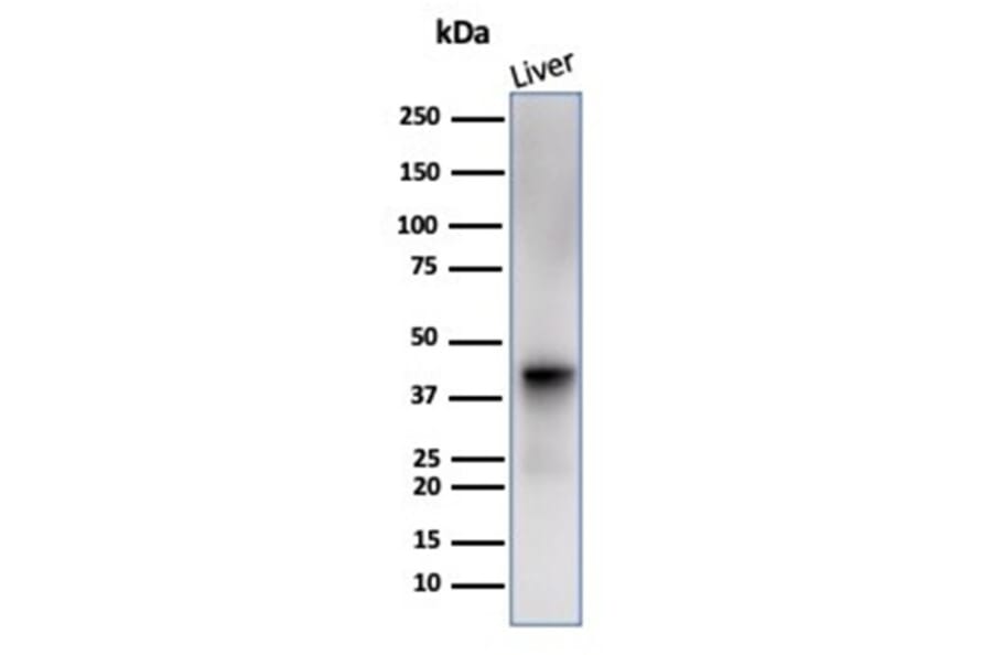 Western Blot - Anti-Glutamine Synthetase Antibody [GLUL/6600] - BSA and Azide free (A278219) - Antibodies.com
