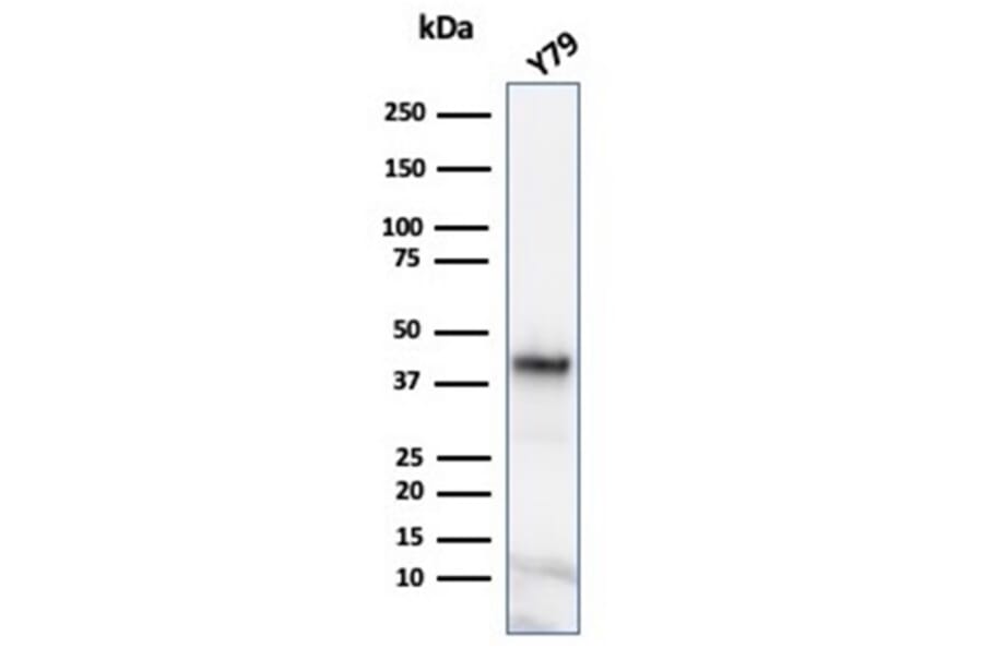 Western Blot - Anti-Glutamine Synthetase Antibody [GLUL/6600] - BSA and Azide free (A278219) - Antibodies.com