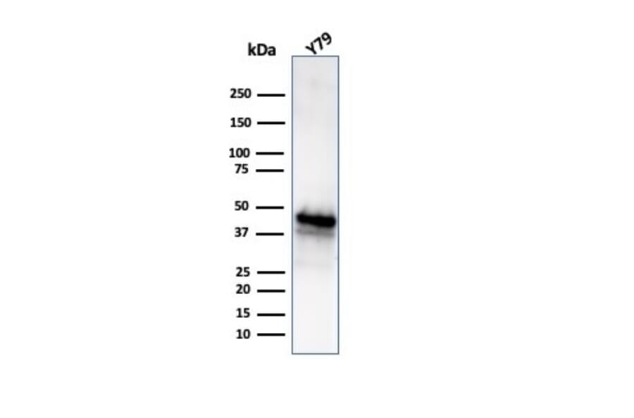 Western Blot - Anti-Glutamine Synthetase Antibody [GLUL/6604] - BSA and Azide free (A278220) - Antibodies.com