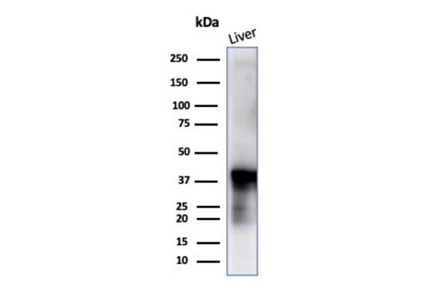 Western Blot - Anti-Glutamine Synthetase Antibody [GLUL/6604] - BSA and Azide free (A278220) - Antibodies.com