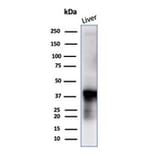 Western Blot - Anti-Glutamine Synthetase Antibody [GLUL/6604] - BSA and Azide free (A278220) - Antibodies.com