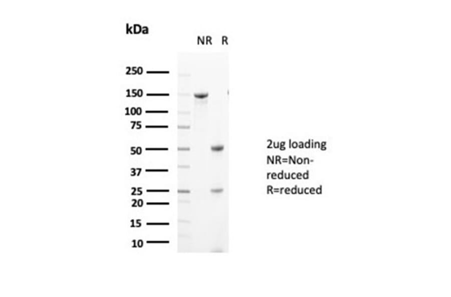 SDS-PAGE - Anti-Glutamine Synthetase Antibody [GLUL/6604] - BSA and Azide free (A278220) - Antibodies.com