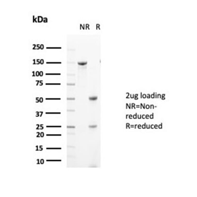 SDS-PAGE - Anti-Glutamine Synthetase Antibody [GLUL/6604] - BSA and Azide free (A278220) - Antibodies.com