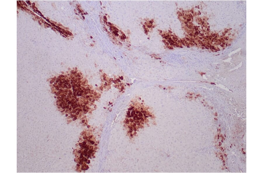 Immunohistochemistry - Anti-Glutamine Synthetase Antibody [GLUL/6599] - BSA and Azide free (A278221) - Antibodies.com