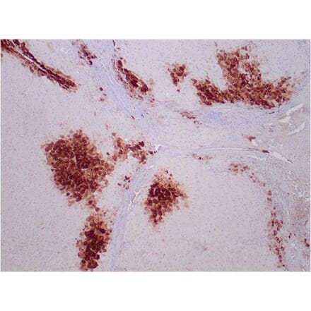 Immunohistochemistry - Anti-Glutamine Synthetase Antibody [GLUL/6599] - BSA and Azide free (A278221) - Antibodies.com