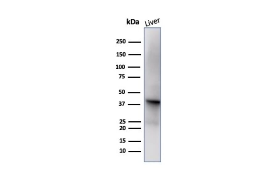 Western Blot - Anti-Glutamine Synthetase Antibody [GLUL/6599] - BSA and Azide free (A278221) - Antibodies.com