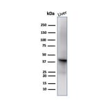Western Blot - Anti-Glutamine Synthetase Antibody [GLUL/6599] - BSA and Azide free (A278221) - Antibodies.com