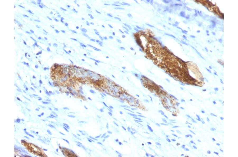 Immunohistochemistry - Anti-Blood Group Antigen A Antibody [33C13] - BSA and Azide free (A278222) - Antibodies.com