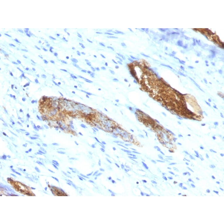 Immunohistochemistry - Anti-Blood Group Antigen A Antibody [33C13] - BSA and Azide free (A278222) - Antibodies.com