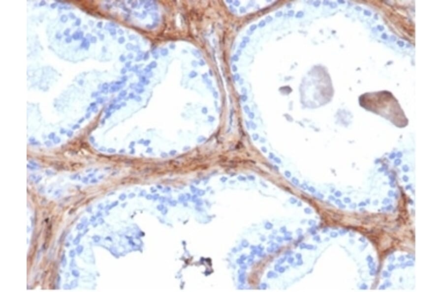 Immunohistochemistry - Anti-Decorin Antibody [DCN/6289] - BSA and Azide free (A278223) - Antibodies.com