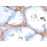 Immunohistochemistry - Anti-Decorin Antibody [DCN/6289] - BSA and Azide free (A278223) - Antibodies.com