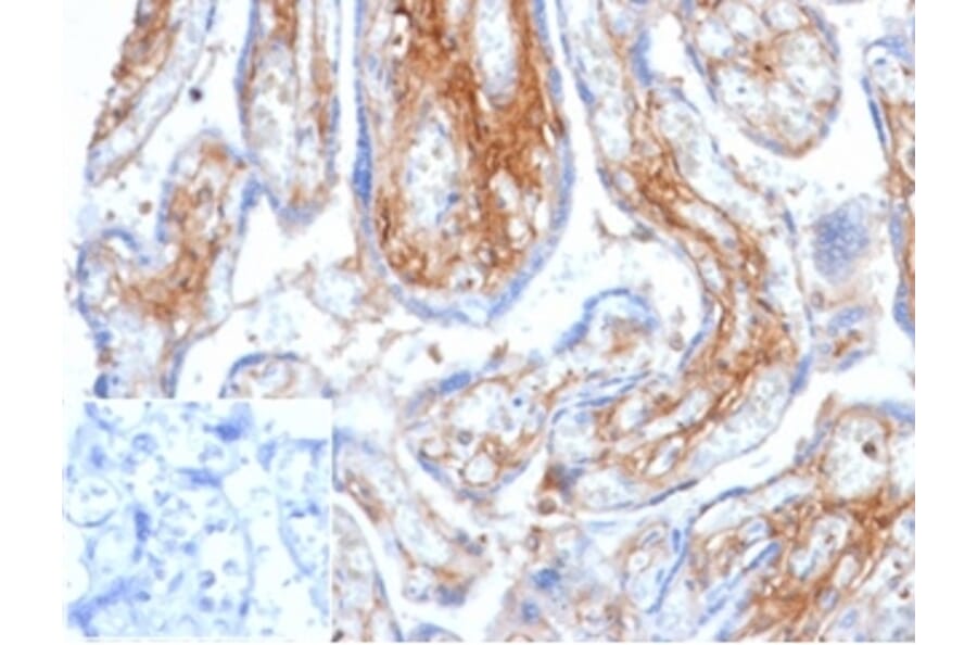 Immunohistochemistry - Anti-Decorin Antibody [DCN/6289] - BSA and Azide free (A278223) - Antibodies.com