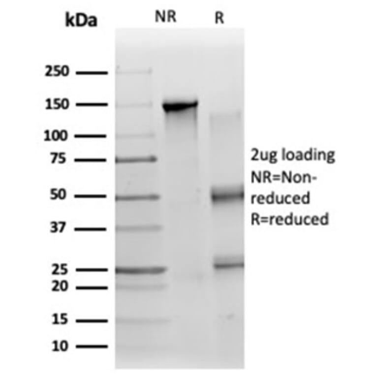 SDS-PAGE - Anti-ZC3H7A Antibody [PCRP-ZC3H7A-1D6] - BSA and Azide free (A278224) - Antibodies.com