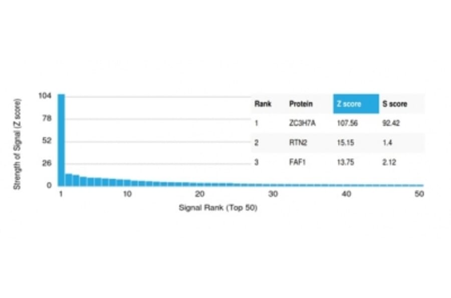 Protein Array - Anti-ZC3H7A Antibody [PCRP-ZC3H7A-1D6] - BSA and Azide free (A278224) - Antibodies.com