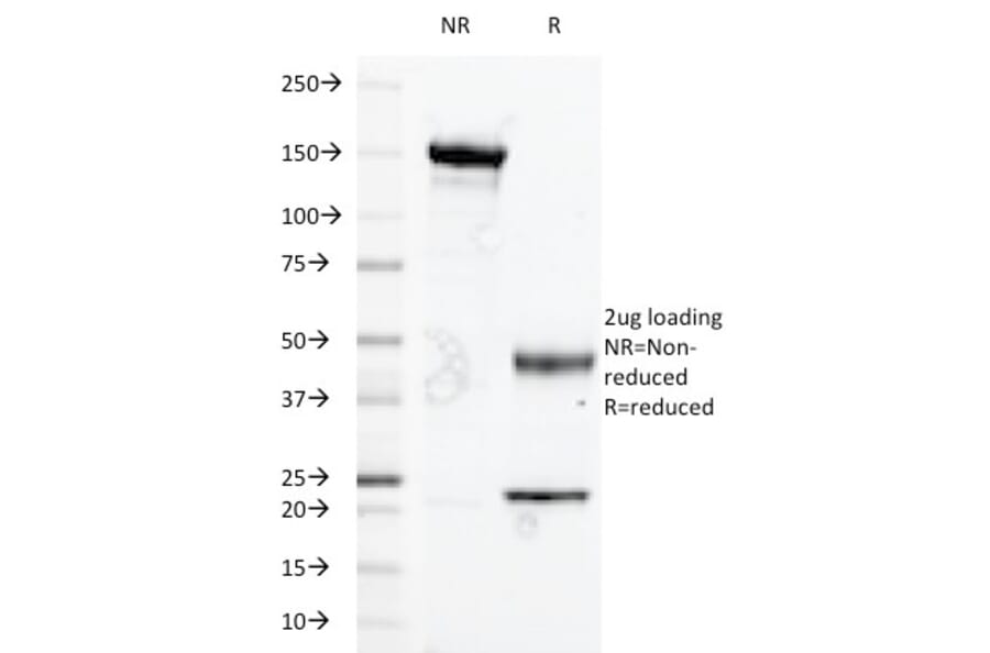 SDS-PAGE - Anti-Glycophorin A Antibody [A84-B/H2] - BSA and Azide free (A278227) - Antibodies.com