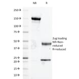 SDS-PAGE - Anti-Glycophorin A Antibody [A84-B/H2] - BSA and Azide free (A278227) - Antibodies.com