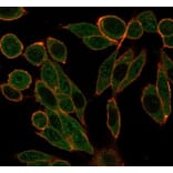 Immunofluorescence - Anti-HDAC1 Antibody [PCRP-HDAC1-1B7] - BSA and Azide free (A278228) - Antibodies.com
