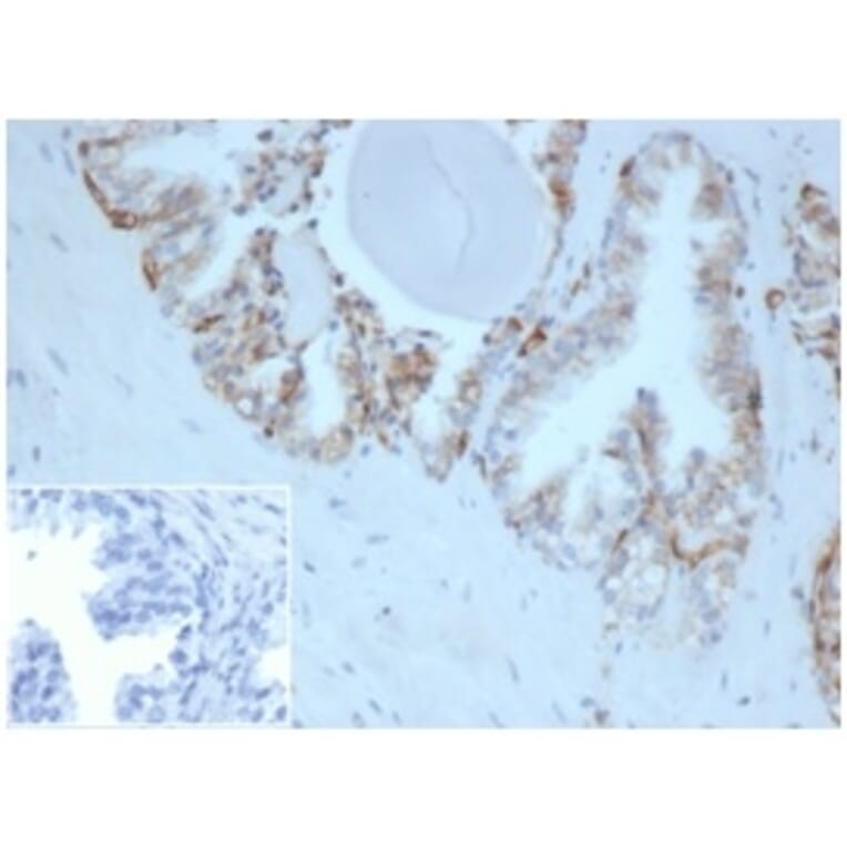 Immunohistochemistry - Anti-HLA G Antibody [HLAG/6686] - BSA and Azide free (A278231) - Antibodies.com