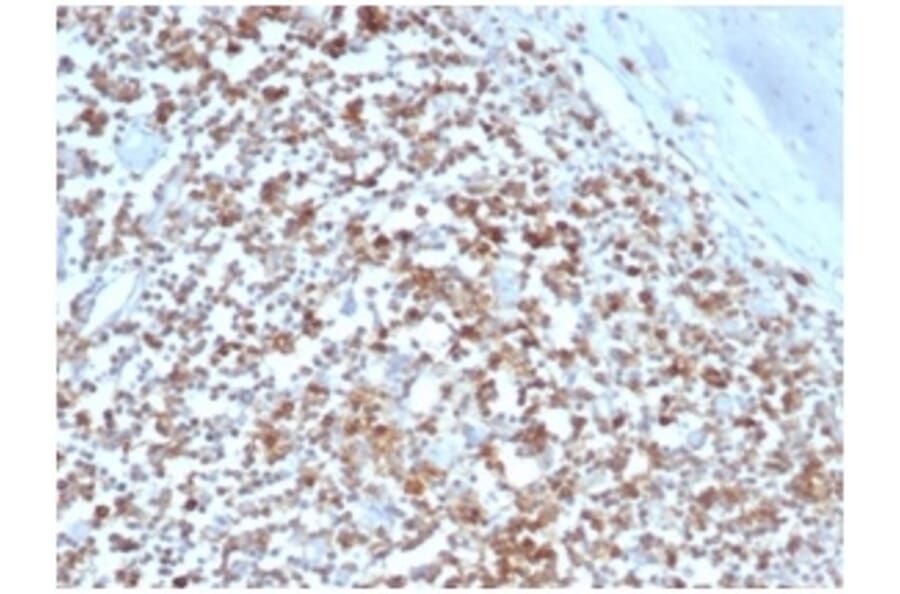 Immunohistochemistry - Anti-HLA G Antibody [HLAG/6686] - BSA and Azide free (A278231) - Antibodies.com