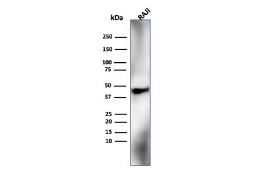 Western Blot - Anti-HLA G Antibody [HLAG/6686] - BSA and Azide free (A278231) - Antibodies.com