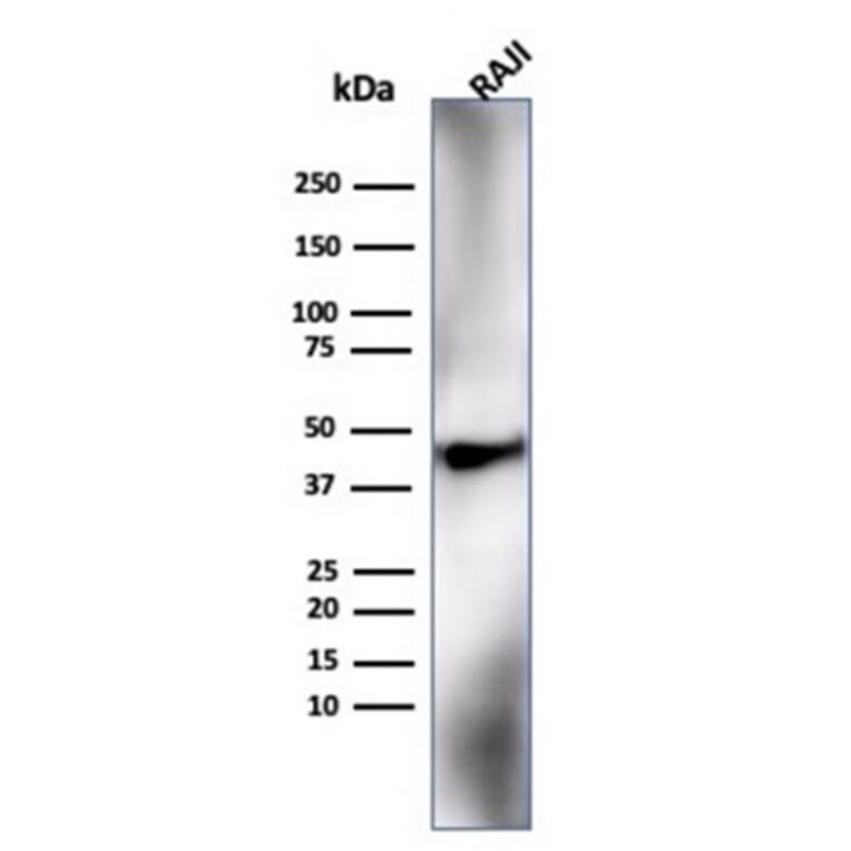 Western Blot - Anti-HLA G Antibody [HLAG/6686] - BSA and Azide free (A278231) - Antibodies.com