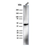 Western Blot - Anti-HLA G Antibody [HLAG/6686] - BSA and Azide free (A278231) - Antibodies.com