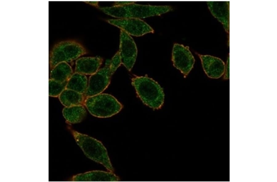 Immunofluorescence - Anti-HOXB2 Antibody [PCRP-HOXB2-1F2] - BSA and Azide free (A278232) - Antibodies.com