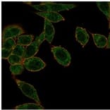 Immunofluorescence - Anti-HOXB2 Antibody [PCRP-HOXB2-1F2] - BSA and Azide free (A278232) - Antibodies.com