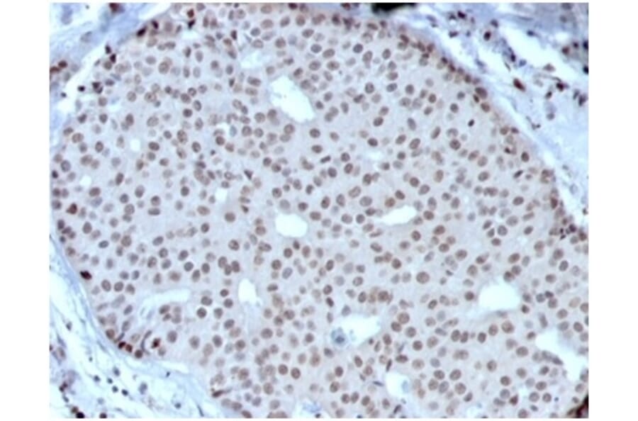 Immunohistochemistry - Anti-HOXB2 Antibody [PCRP-HOXB2-1F2] - BSA and Azide free (A278232) - Antibodies.com