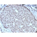 Immunohistochemistry - Anti-HOXB2 Antibody [PCRP-HOXB2-1F2] - BSA and Azide free (A278232) - Antibodies.com