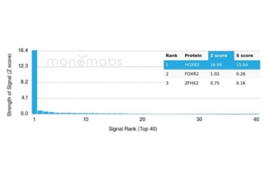 Protein Array - Anti-HOXB2 Antibody [PCRP-HOXB2-1F2] - BSA and Azide free (A278232) - Antibodies.com