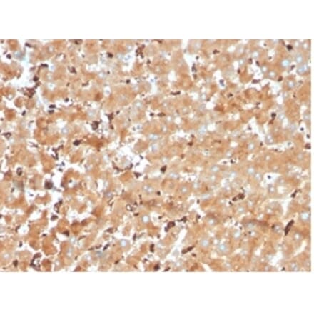 Immunohistochemistry - Anti-Haptoglobin Antibody [HP/3840] - BSA and Azide free (A278233) - Antibodies.com