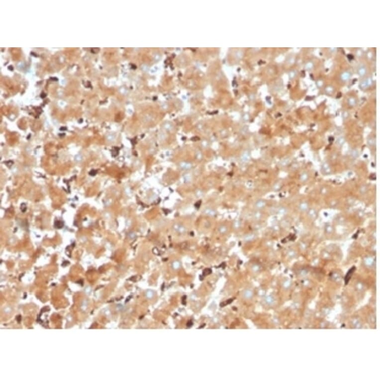 Immunohistochemistry - Anti-Haptoglobin Antibody [HP/3840] - BSA and Azide free (A278233) - Antibodies.com