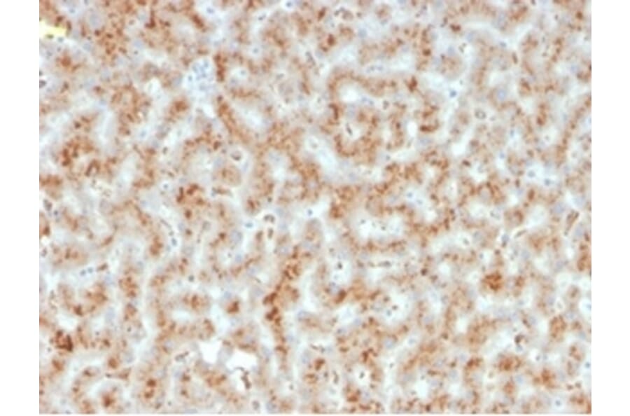 Immunohistochemistry - Anti-Haptoglobin Antibody [HP/3835] - BSA and Azide free (A278234) - Antibodies.com
