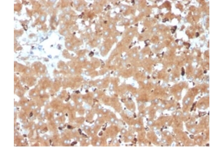 Immunohistochemistry - Anti-Haptoglobin Antibody [HP/3835] - BSA and Azide free (A278234) - Antibodies.com