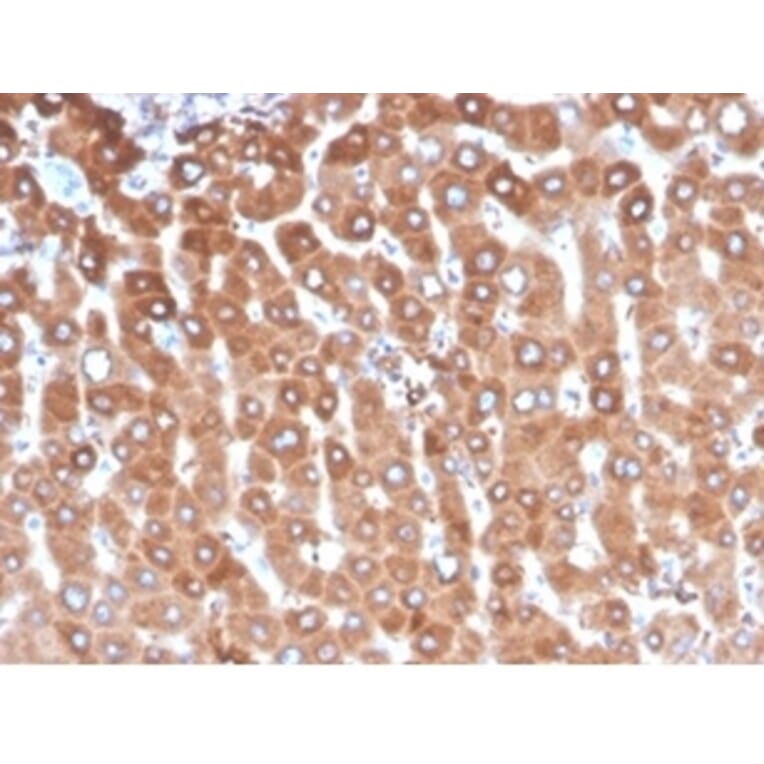 Immunohistochemistry - Anti-Haptoglobin Antibody [HP/3837] - BSA and Azide free (A278235) - Antibodies.com