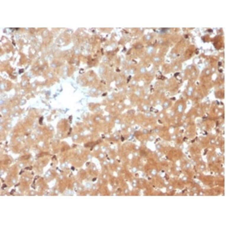 Immunohistochemistry - Anti-Haptoglobin Antibody [HP/3839] - BSA and Azide free (A278236) - Antibodies.com