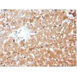Immunohistochemistry - Anti-Haptoglobin Antibody [HP/3839] - BSA and Azide free (A278236) - Antibodies.com